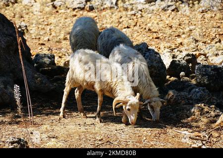 Mouton, Hausschaf, Ovis aries aries, juh, gorge d'Agiofarango, Crète, Grèce, Europe Banque D'Images
