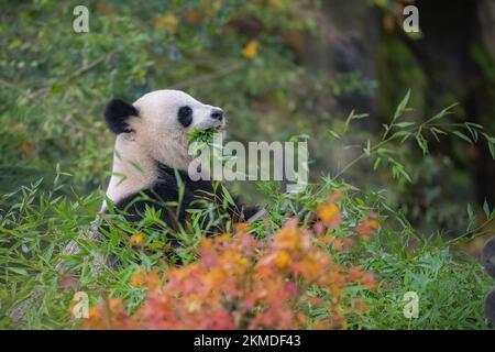 Un panda géant mangeant du bambou dans l'herbe, portrait en automne Banque D'Images