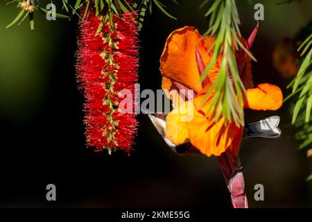 Un Spinebill de l'est se nourrissant d'une fleur de pinceau de bouteille Banque D'Images