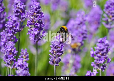 Bourdon sur fleur de lavande pourpre dans le pré, Bombus terrestris Bumblebee Banque D'Images