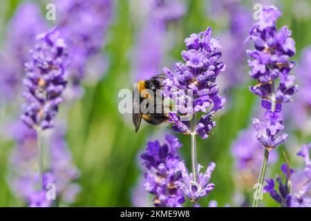 Bourdon sur fleur de lavande pourpre dans le pré, Bombus terrestris Bumblebee Banque D'Images