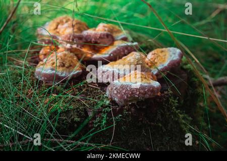Champignons avec des gouttes de rosée sur une souche d'arbre dans la forêt du soir Banque D'Images