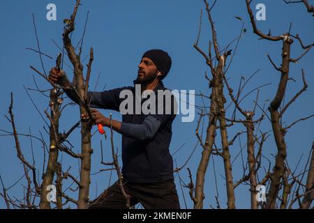 Srinagar, Inde. 22nd novembre 2022. Les agriculteurs de Kashmiri ont vu la collecte de branches coupées d'un pommier dans un verger lors d'une journée d'automne froide dans la banlieue de la ville de Srinagar. L'élagage est une activité importante qui a un impact significatif sur la santé et l'hygiène générales d'un pommier. Les agriculteurs du Cachemire ont commencé à élaguer les pommiers pour éviter des endommager. Depuis quelques années, la vallée a été témoin de premières chutes de neige qui ont laissé l'industrie horticole en crise. (Photo de Faisal Bashir/SOPA Images/Sipa USA) crédit: SIPA USA/Alay Live News Banque D'Images