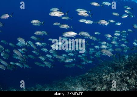 École de poissons tropicaux au-dessus des récifs coralliens tropicaux Banque D'Images