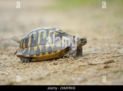 Tortue d'Hermann traversant un chemin, Minorque, Iles Baléares, Espagne. Banque D'Images