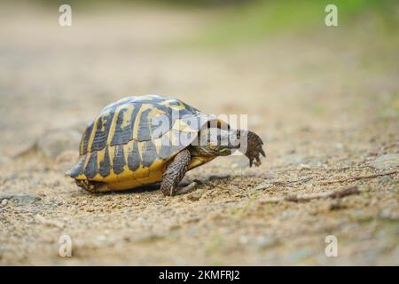 Tortue d'Hermann traversant un chemin, Minorque, Iles Baléares, Espagne. Banque D'Images