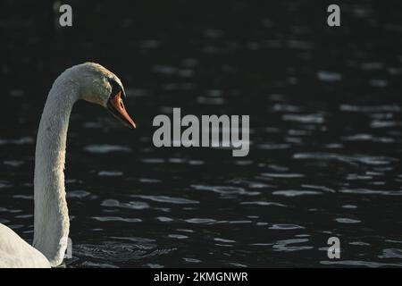 Portrait d'un magnifique cygne blanc nageant dans l'étang Banque D'Images