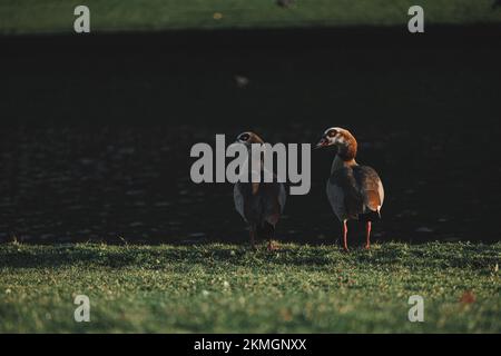 Famille d'oies égyptiennes debout près du lac Banque D'Images