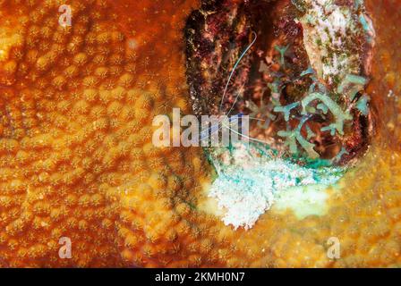 Une photo d'une magnifique et transparente Pederson Cleaner Shrimp Banque D'Images