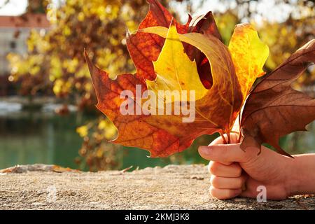 Main de jeune garçon tenant un bouquet de feuilles de mauves d'automne orange vif. Décors et thèmes d'automne confortables Banque D'Images