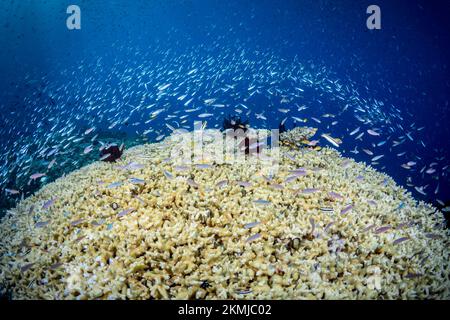 Biodiversité du système de récifs coralliens - regroupement de poissons de récif tropicaux qui nagent au-dessus d'un récif corallien sain Banque D'Images