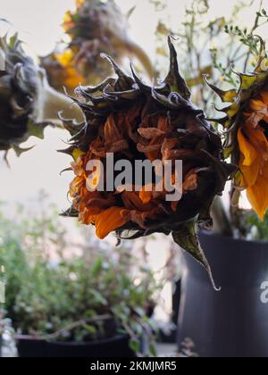 Les tournesols fanés Banque D'Images