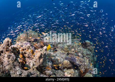 Biodiversité du système de récifs coralliens - regroupement de poissons de récif tropicaux qui nagent au-dessus d'un récif corallien sain Banque D'Images