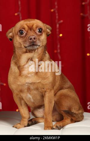 Mâle brun Chihuahua posant pour un portrait avec un fond rouge. Portrait studio d'un petit chien doré. Banque D'Images