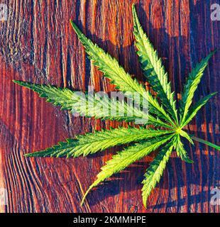Cannabis médical sur fond de bois. Chanvre. Une merveilleuse feuille verte. Banque D'Images
