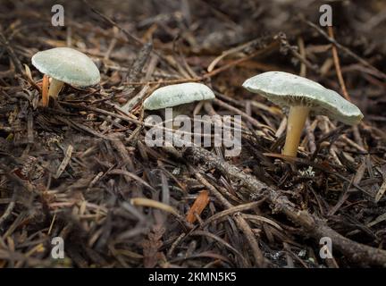 Tabourets de crapaudine anis, Clitocybe odora, émanant du fond de la forêt sous des conifères mixtes sur Ruby Loop, au nord-ouest de Troy, Montana. Passé Latin sy Banque D'Images