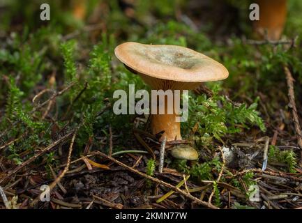 Un champignon de la calotte de safran, Lactarius deliciosus var. Cf. Areolatus, croissant à travers la mousse sous des conifères mixtes - Montana Banque D'Images