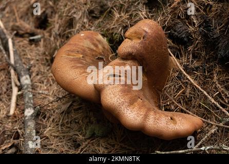 Tapinella atrotomentosa, champignons rouillés de velours poussant sur une souche de conifères pourrie, près de Meadow Creek, sous le lac Dawson, au nord de Bonners Ferry, Idaho Banque D'Images