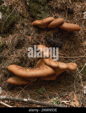Tapinella atrotomentosa, champignons rouillés de velours poussant sur une souche de conifères pourrie, près de Meadow Creek, sous le lac Dawson, au nord de Bonners Ferry, Idaho Banque D'Images