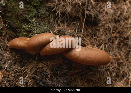 Tapinella atrotomentosa, champignons rouillés de velours poussant sur une souche de conifères pourrie, près de Meadow Creek, sous le lac Dawson, au nord de Bonners Ferry, Idaho Banque D'Images