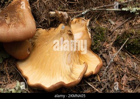 Tapinella atrotomentosa, champignons rouillés de velours poussant sur une souche de conifères pourrie, près de Meadow Creek, sous le lac Dawson, au nord de Bonners Ferry, Idaho Banque D'Images