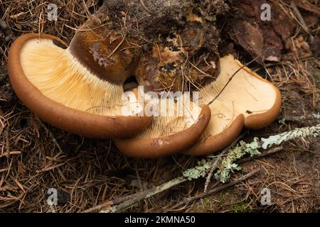 Tapinella atrotomentosa, champignons rouillés de velours poussant sur une souche de conifères pourrie, près de Meadow Creek, sous le lac Dawson, au nord de Bonners Ferry, Idaho Banque D'Images