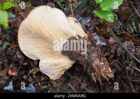 Les branchies et la tige d'un champignon à bord de velours, Tapinella atrotomentosa, croissant sur les pentes de la montagne de Grambauer, au sud-est de Troy, Montana. Banque D'Images