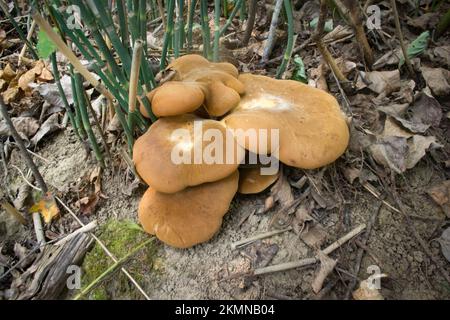 Rouleaux de champignons de velours, Tapinella atrotomentosa, poussant sur un fond de forêt, probablement sur le bois de mort, dans une zone riveraine le long de l'extrémité inférieure de Banque D'Images