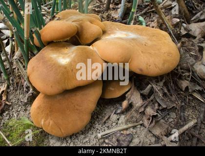 Rouleaux de champignons de velours, Tapinella atrotomentosa, poussant sur un fond de forêt, probablement sur le bois de mort, dans une zone riveraine le long de l'extrémité inférieure de Banque D'Images