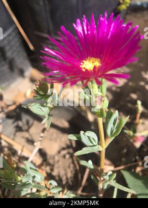 lampranthus multiradiatus. rayons de soleil fleurissant dans le jardin Banque D'Images