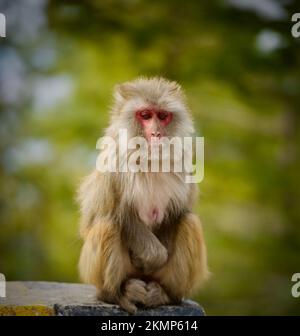 Photo sélective d'une macaque assise sur une pierre à fond vert Banque D'Images