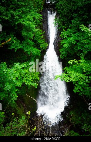 Chutes d'Horsetail dans la gorge de la rivière Columbia en Oregon Banque D'Images