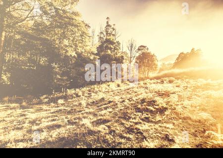 Photo paysagée avec filtre vintage d'une forêt froide d'hiver avec des fuites légères éclairant les pistes brumisées. Huon Valley, Tasmanie, Australie Banque D'Images