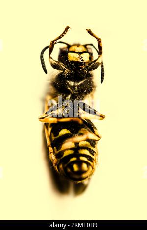 Vue de haut en bas d'une abeille décédée couchée de nouveau avec des bandes jaunes et noires. Les abeilles mortes et les pesticides meurtriers Banque D'Images