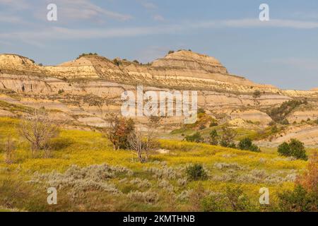 Fleurs jaunes et Badlands, parc national Theodore Roosevelt Unité Nord, Dakota du Nord Banque D'Images