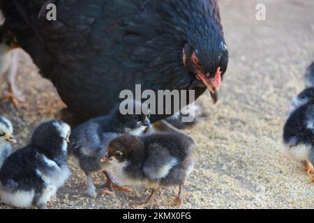 Un gros plan d'une poule noire avec ses petits poulets mignons à la recherche de nourriture Banque D'Images