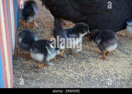 Un gros plan d'un poulet mignon noir à la recherche de nourriture Banque D'Images