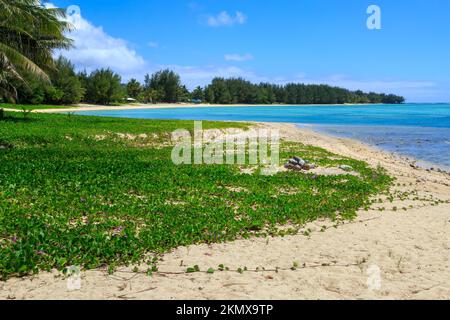 Beach Morning Glory, Ipomoea pes-caprae, croissant sur une plage à Rarotonga, îles Cook Banque D'Images