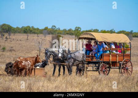 Visites en chariot couvert tiré par des chevaux, visite de la propriété de bétail. North Queesnland, Australie Banque D'Images