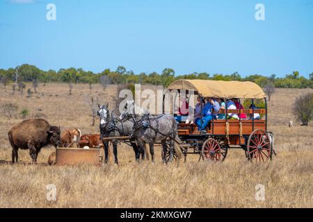 Visites en chariot couvert tiré par des chevaux, visite de la propriété de bétail. North Queesnland, Australie Banque D'Images