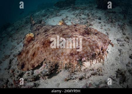 Requin banwobbegong Tasslled - Eucrossorhinus dasypogon Banque D'Images