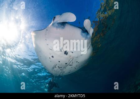 Reef manta - Mobula alfredi nageant au-dessus du récif de corail Banque D'Images