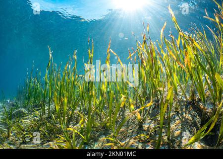 L'herbe de mer qui grandit dans les eaux peu profondes du lagon avec des rayons de soleil qui éclate à travers l'eau Banque D'Images