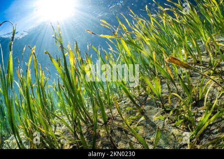 L'herbe de mer qui grandit dans les eaux peu profondes du lagon avec des rayons de soleil qui éclate à travers l'eau Banque D'Images