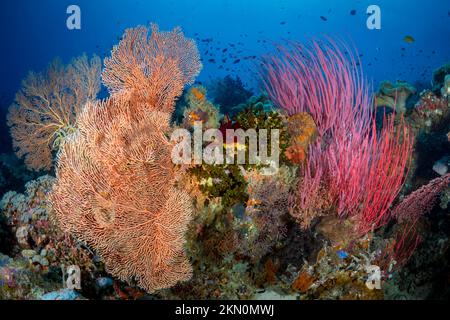 Grands coraux poussant sur un récif de corail coloré et sain Banque D'Images