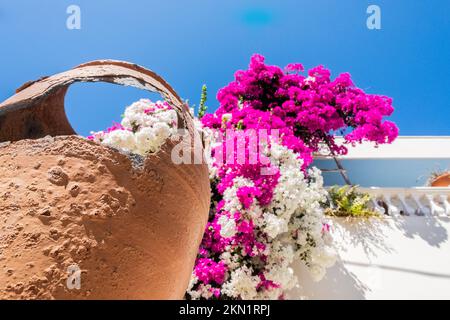 Vieux pot avec fleurs roses et bâtiment blanc Banque D'Images