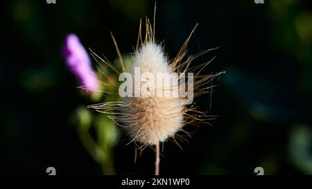 Photo macro, fleurs, herbe de queue de lièvres (Lagurus ovatus), forteresse d'Agios Georgios, île de Kefalonia, Iles Ioniennes, Grèce, Europe Banque D'Images