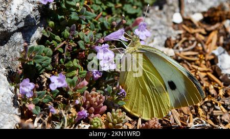 Papillon, papillon de chou (pieris brassicae), fleurs violettes, macro, Mont Enos, île de Kefalonia, Iles Ioniennes, Grèce, Europe Banque D'Images