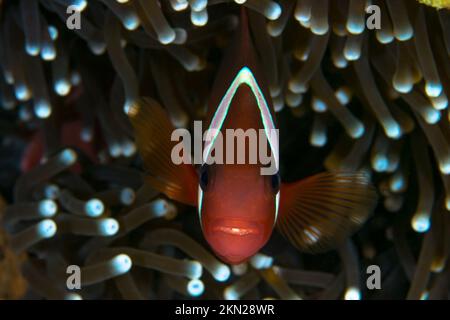 Poisson-clown de tomate nageant au-dessus de l'anémone - Amphiprion frenatus - poisson-clownfish de tomate Banque D'Images