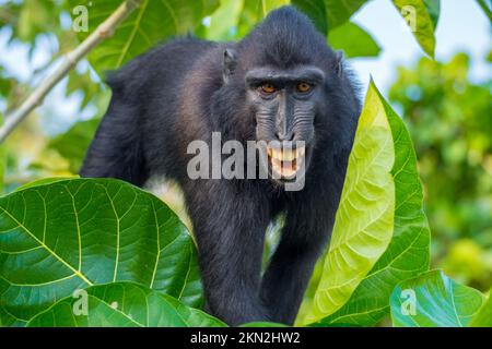 De magnifiques macaques noires à crête dans le Tangkoko Banque D'Images